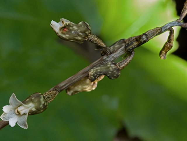 Heilpflanze Gastrodia elata