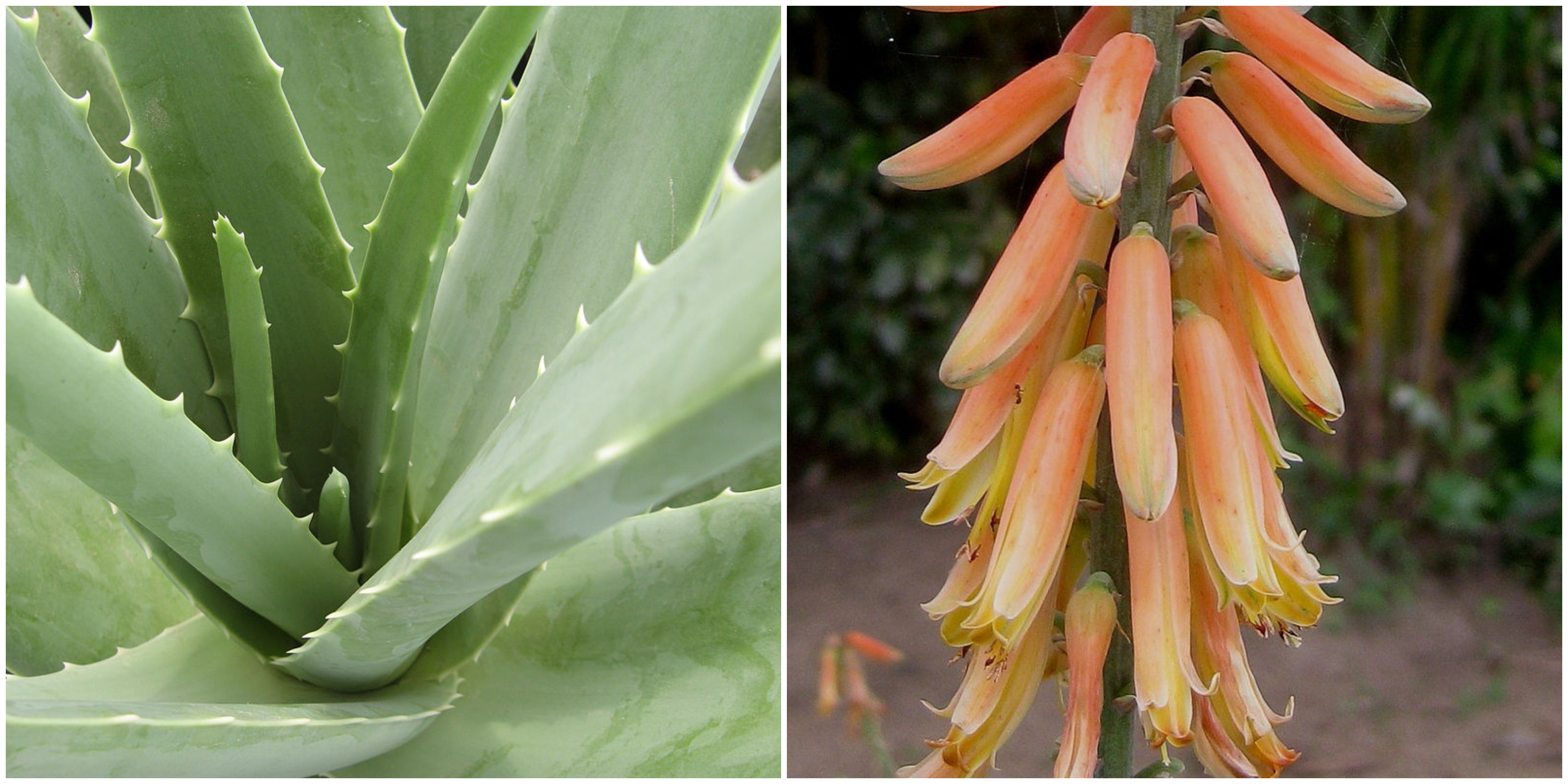aloe-vera-zakaz-evropska-komise