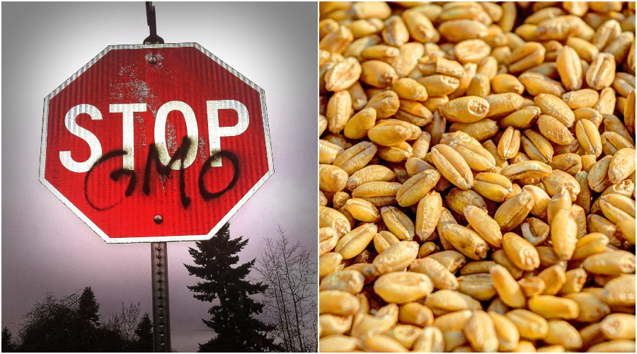 prosazování geneticky modifikovaných plodin (GMO) a regulace pěstování přírodních semen