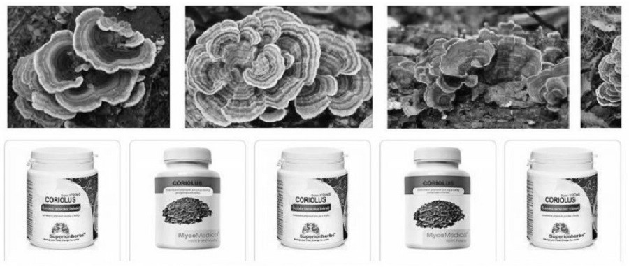 coriolus-versicolor-outkovka-pestra-zakaz-cafab-szpi-mze-soudní anabáze